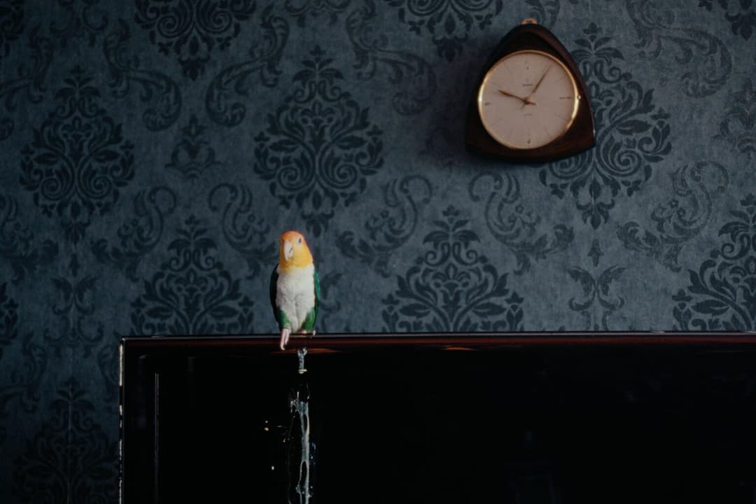 WEIL IHR NUR EURE HUNDE LIEBT- TRAILER