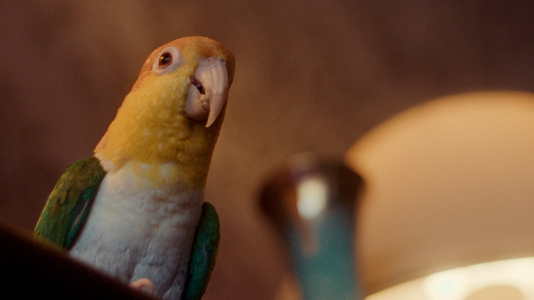 WEIL IHR NUR EURE HUNDE LIEBT- TRAILER - EASYdoesit